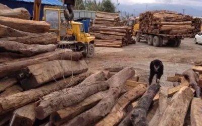 缅甸花梨凭什么，价钱一起上涨....